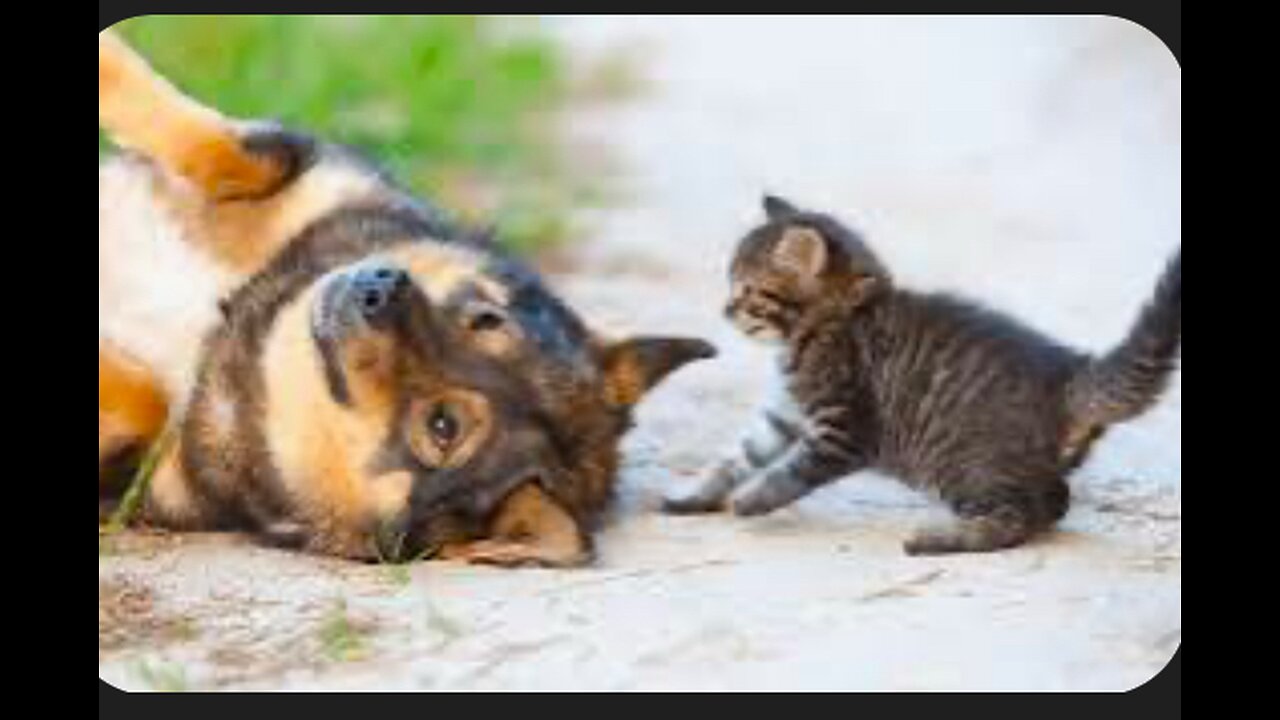 dogs messing with cats