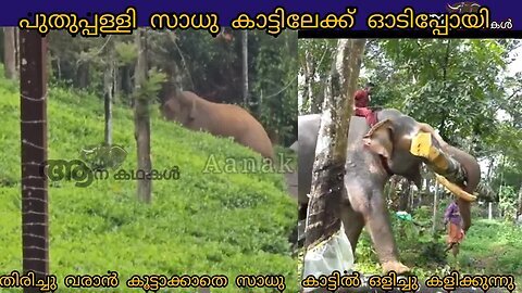 കൂട്ടാന കുത്തിയ പുതുപ്പള്ളി സാധു കാട്ടിലേക്ക് ഓടിപ്പോയി _ Puthuppally sadhu elephant attack