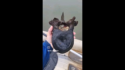 A mammoth vertebra found in the river