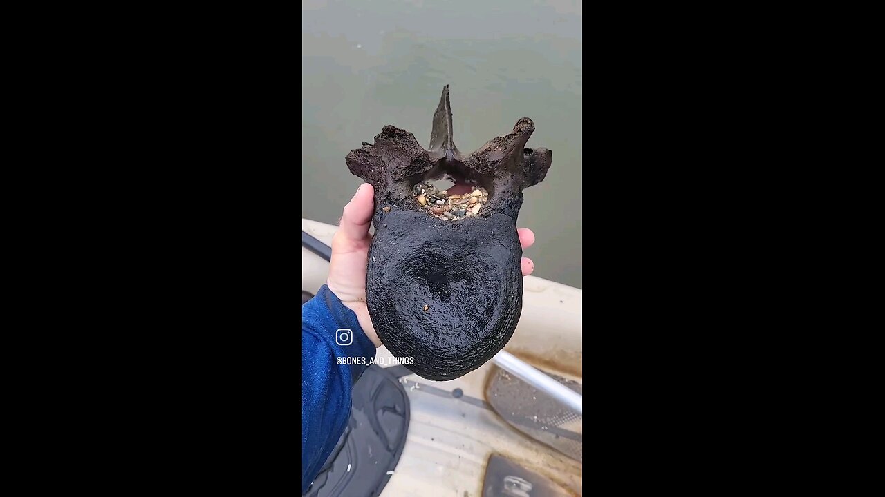 A mammoth vertebra found in the river