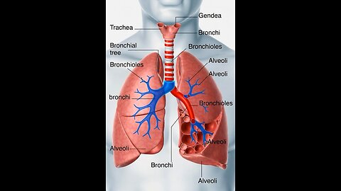 Lung 3D animation #lungs