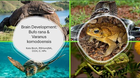Brain Development: Comparing Bufo rana & Varanus komodoensis (1:06 min)