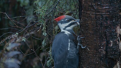 Woodpecker Smashing Trees For Bugs