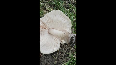 Mushroom on an ash stump.