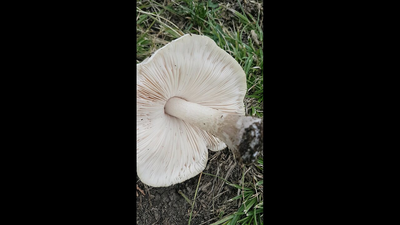 Mushroom on an ash stump.