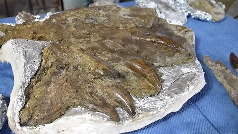 Montana rancher begins to excavate potentially record-setting T-Rex