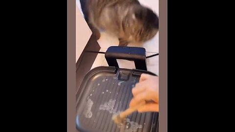 Funniest Cat Moments Caught on Camera (You’ll Replay #3!)