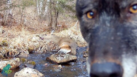 The Relentless Chase: Wolves Pursue an Exhausted Deer"