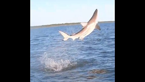 The Majestic Spinner Shark