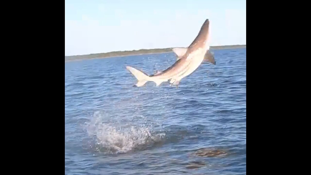 The Majestic Spinner Shark
