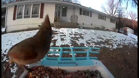 Female Northern Cardinal