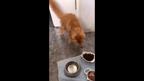 FUNNY ANIMALS 😂😂😅🤣