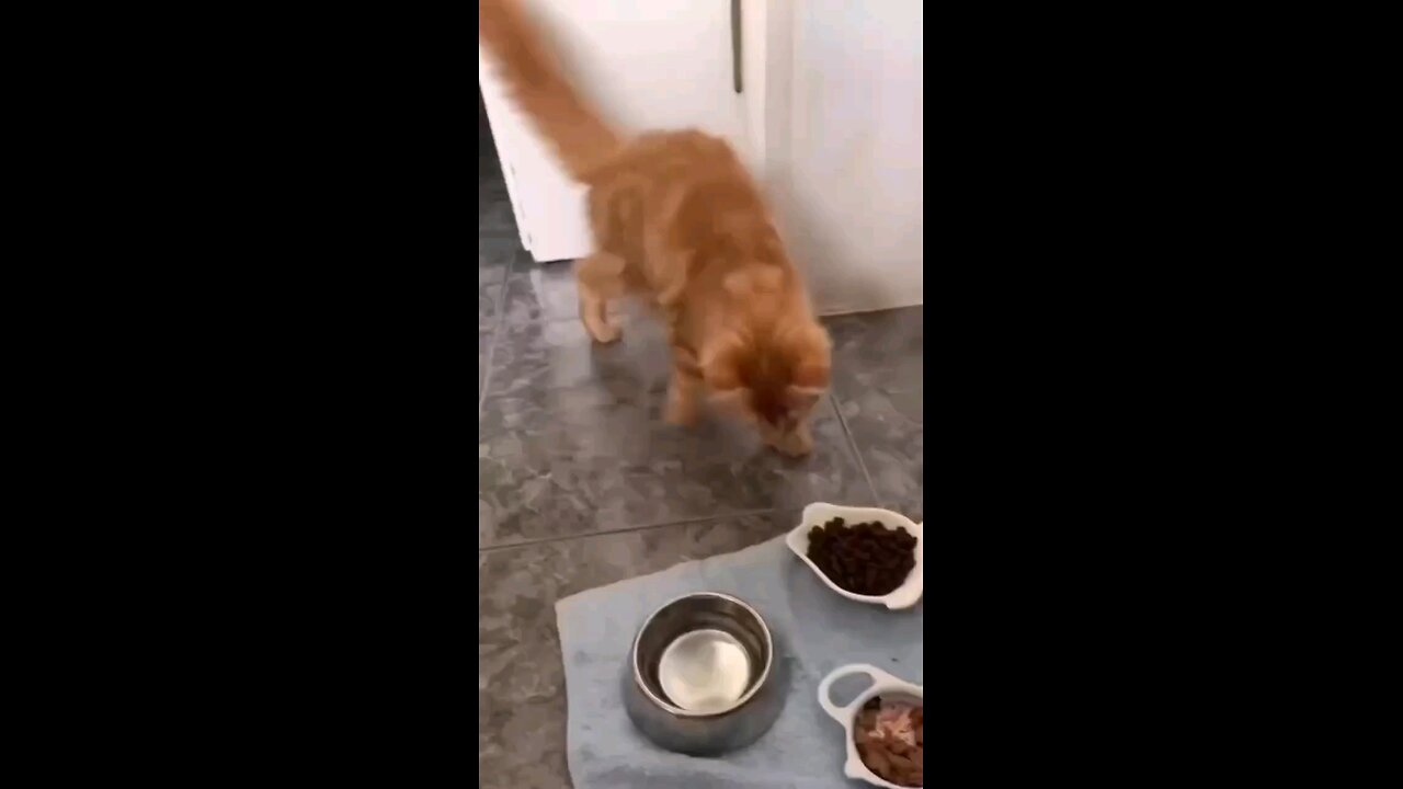 FUNNY ANIMALS 😂😂😅🤣
