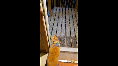 Sir Pineapple 🐈🍍 is not as brave as he seems.... 😏😅