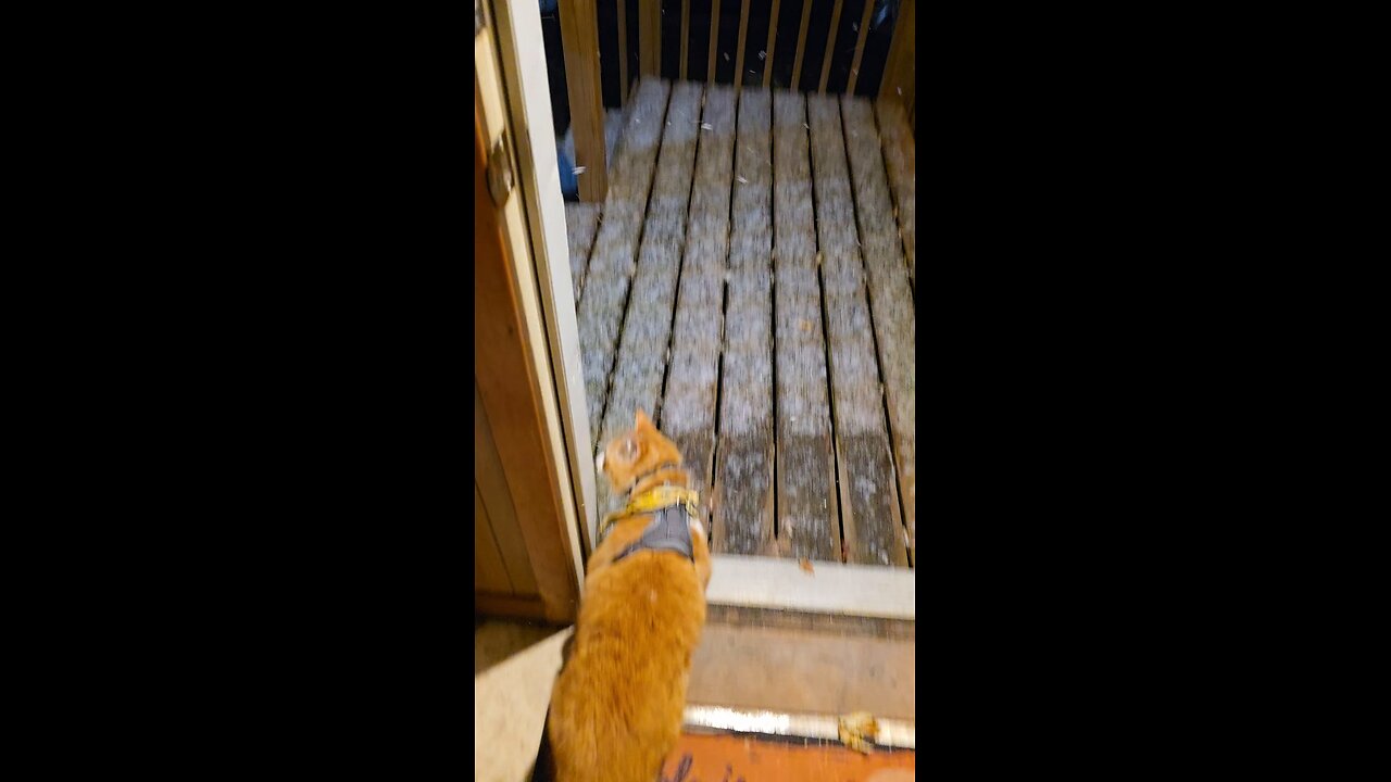 Sir Pineapple 🐈🍍 is not as brave as he seems.... 😏😅