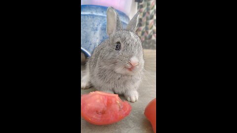 Why Are Baby Rabbits This Cute?