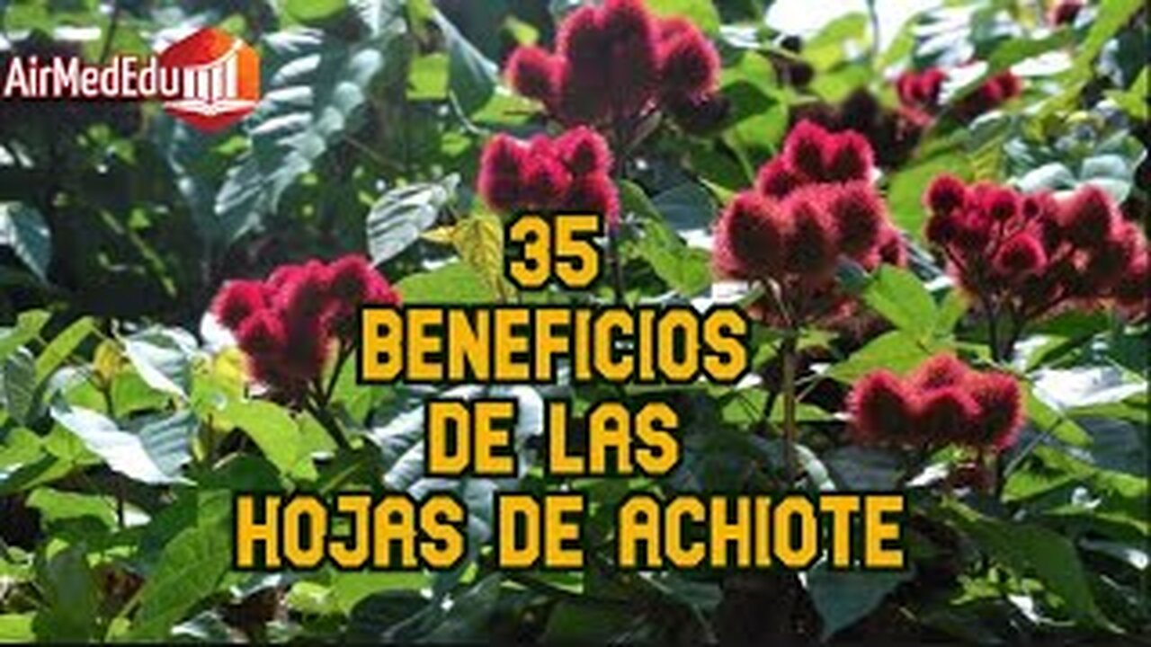 35 Beneficios de las hojas de Achiote