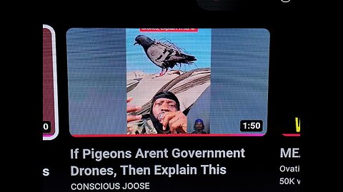robot pigeons these are real stool pigeons =informant or spy
