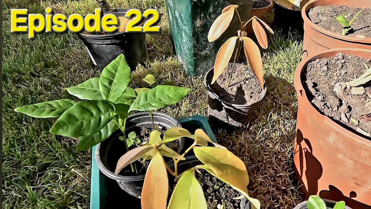 Phuket Thailand Plant Haul UPDATE! Growing Tropicals in the UK - Week 6 Success!