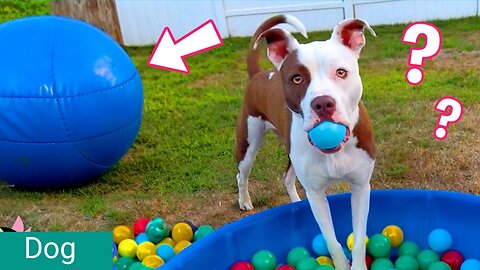 Wait! Where’s My BALL?! || Funny Dog Videos