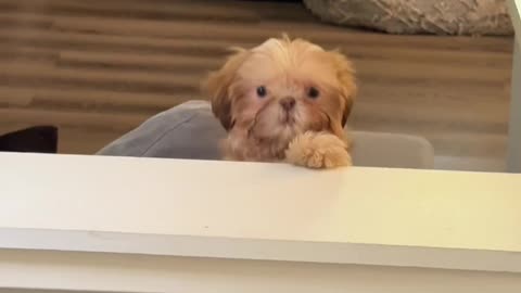 Shih Tzu Puppy Peeks Over Sofa