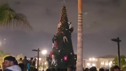 Usual suspects climb the Christmas tree to destroy it. They have no respect for anything or anyone.