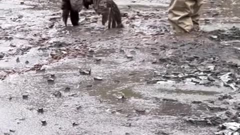 This guy save life of owl stuck in mud