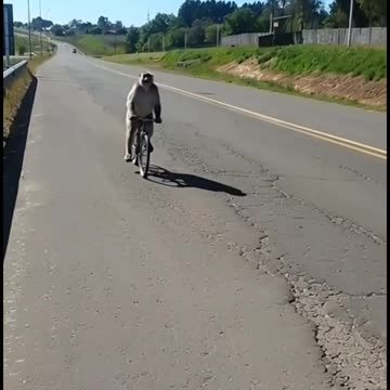 ¡Mirá el animalito que me encontré en la ruta!
