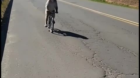 ¡Mirá el animalito que me encontré en la ruta!