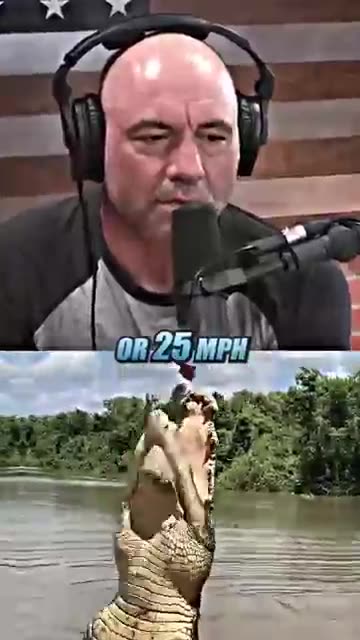 Joe Rogan Gets EATEN By A Crocodile 🐊