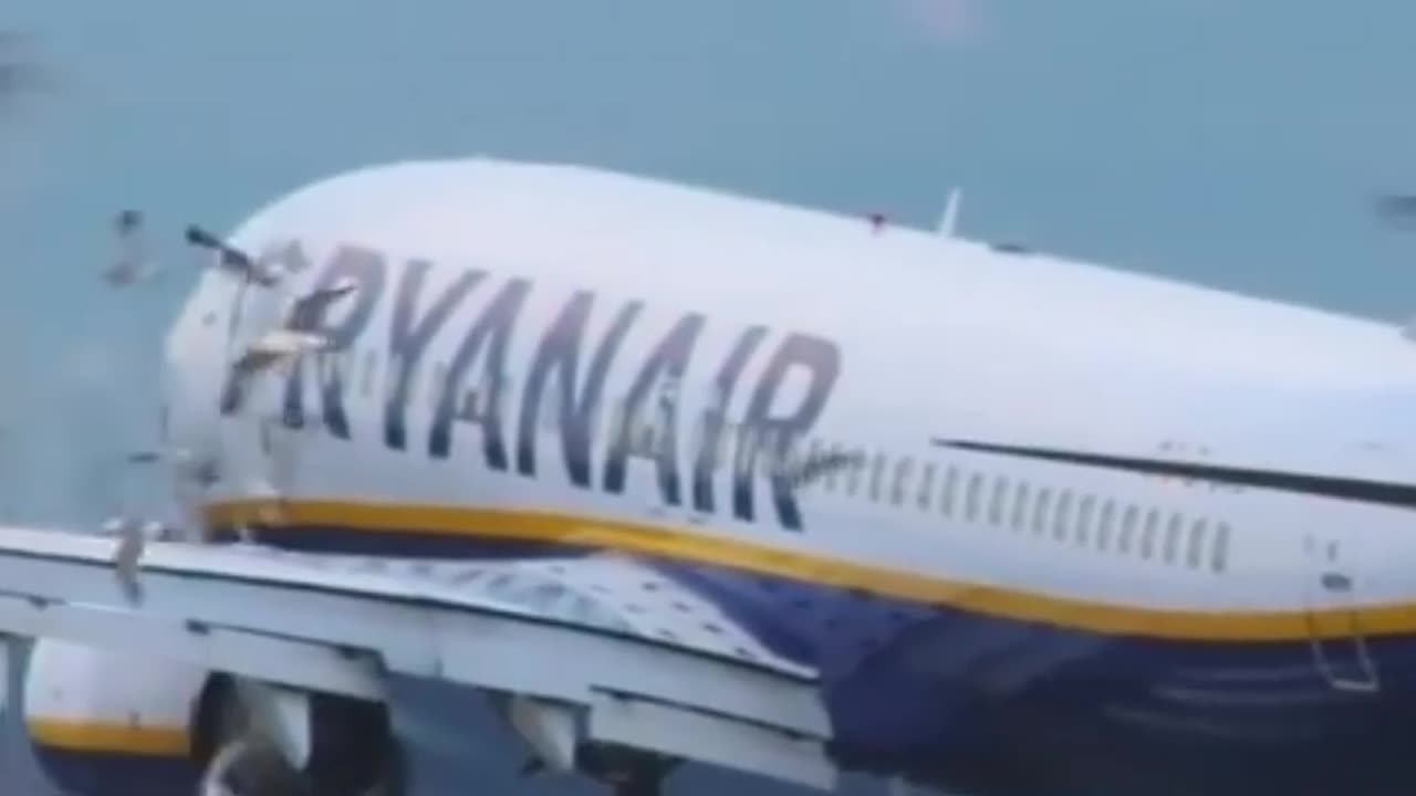 Ryanair #B737 Many Bird Strike Landing #Flying #Aviation #AeroArduino