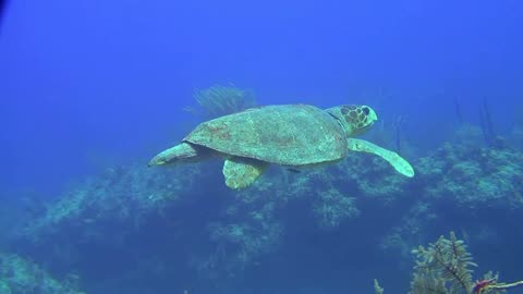 Bahamske dobrodruzstvo