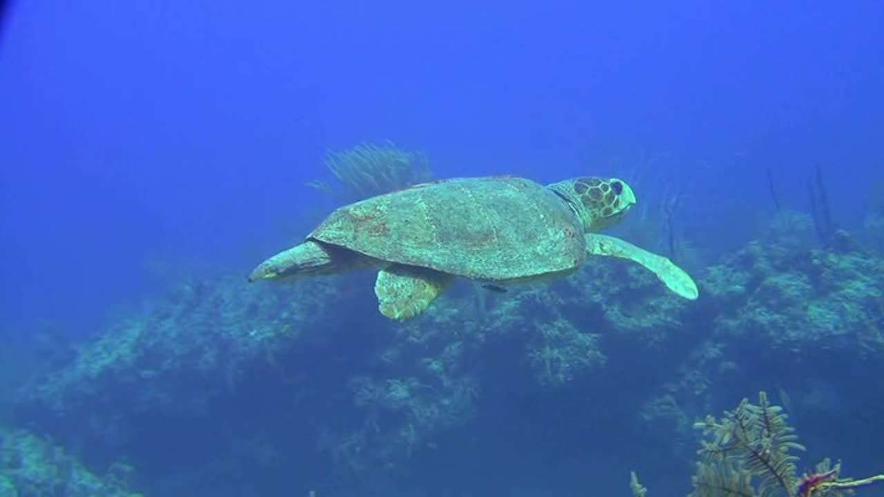 Bahamske dobrodruzstvo