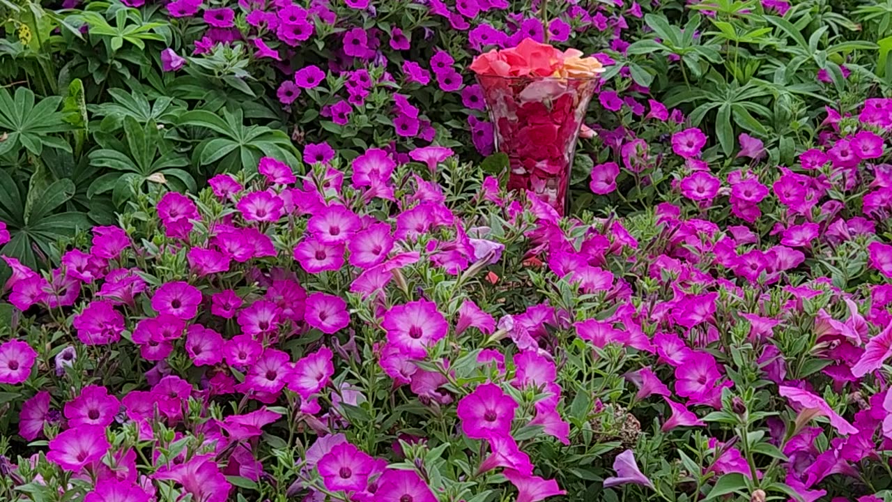 Flowers in the, sun setting sun and rain.