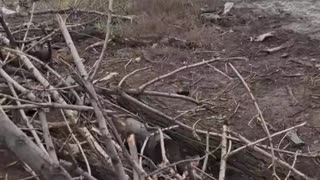 Ukrops have used chloracetophenol,