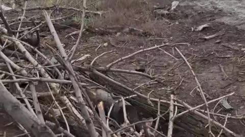 Ukrops have used chloracetophenol,