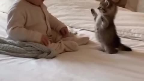 😂😍 You Won't Believe How Adorable This Is! Cute Animal Moment | FunFM