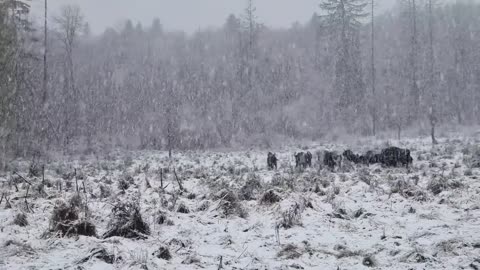 A herd of bison was caught while patrolling in Vânători Neamț Natural Park