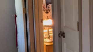 😂😂 Our Sweet Cat Has the Funniest Resting Face! | FunFM