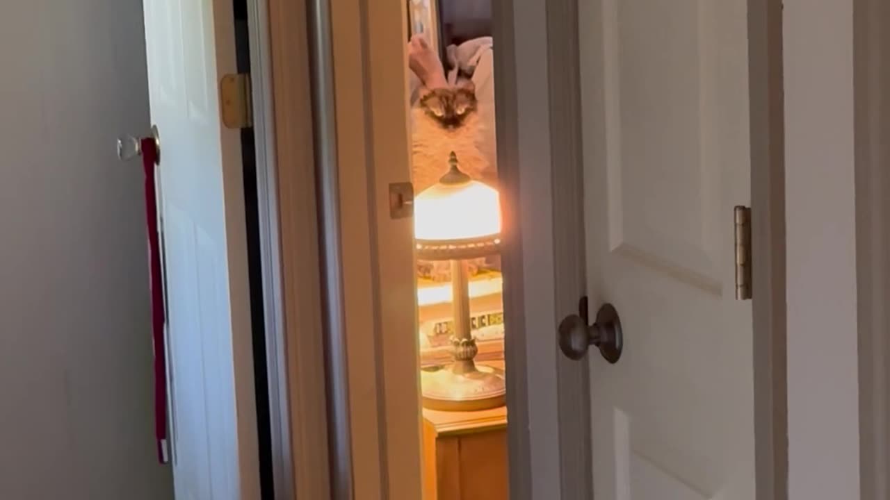 😂😂 Our Sweet Cat Has the Funniest Resting Face! | FunFM