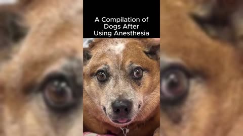 A COMPILATION OF DOGS AFTER USING ANESTHESIA- (FUNNY MOMENTS)