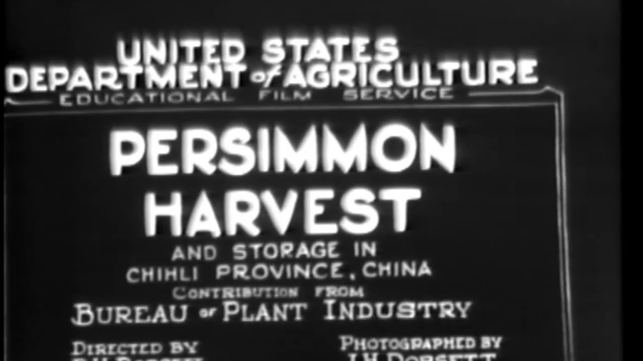 PERSIMMON HARVESTING AND STORAGE IN CHINA - PERSIMMON HARVESTING AND STORAGE IN CHINA - 33-335