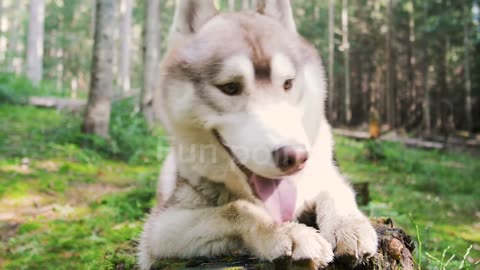 adorable animal || charming pet || sweet animal || funny animal