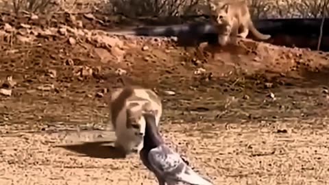 CAT CHASES A PIGEON FELINE AGILITY!