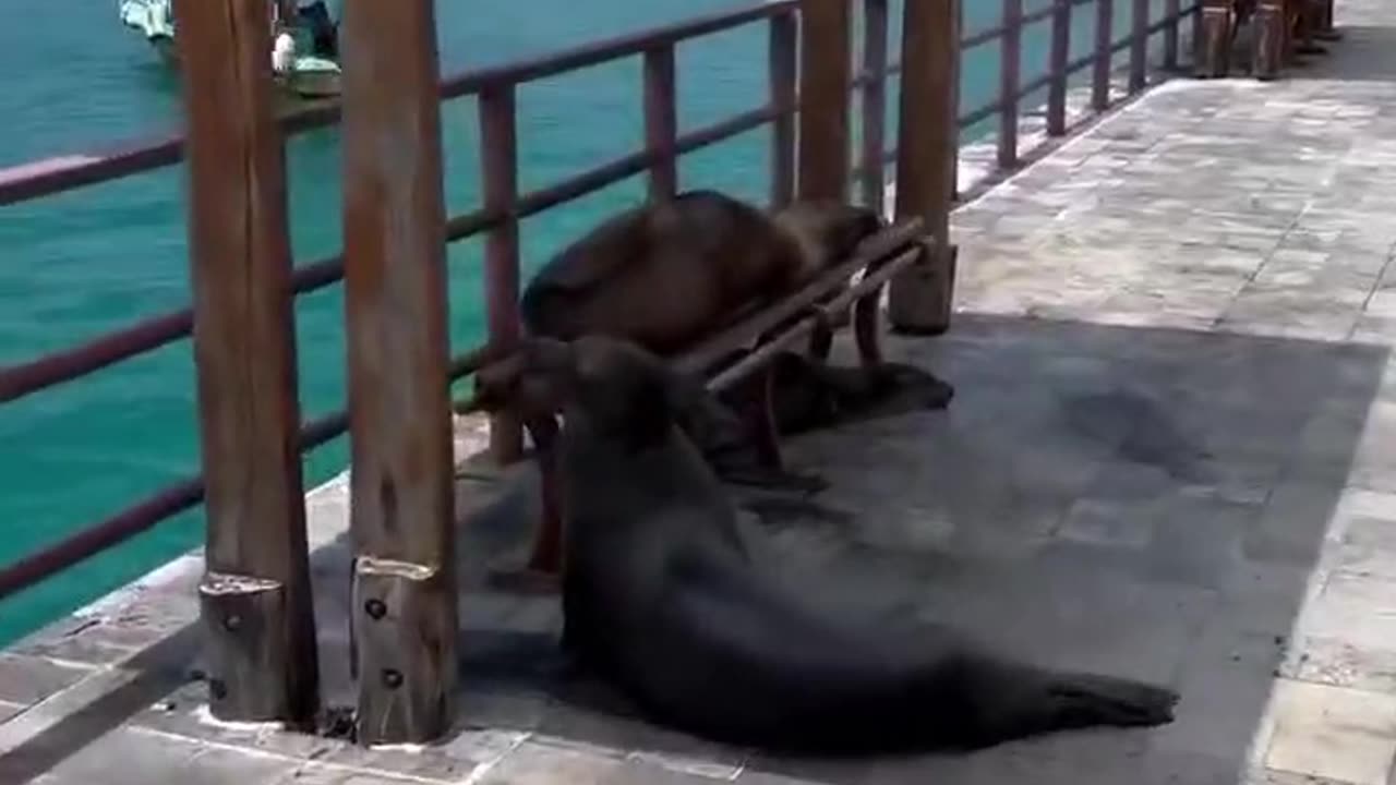 @Funny Just Taking Nap 😁