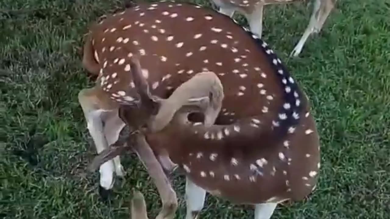 A beautiful animals srilanka