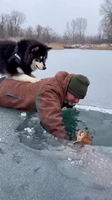 The Husky’s Frozen Mission: