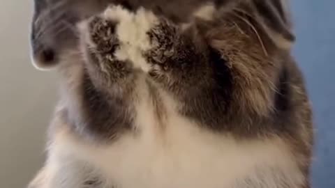 Fuzzy mood: cute and funny rabbits