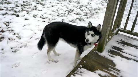 Hate snow Don't get a Husky