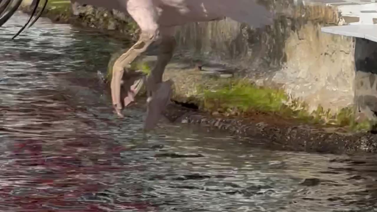 Giant Pelican Named Petros in Mykonos